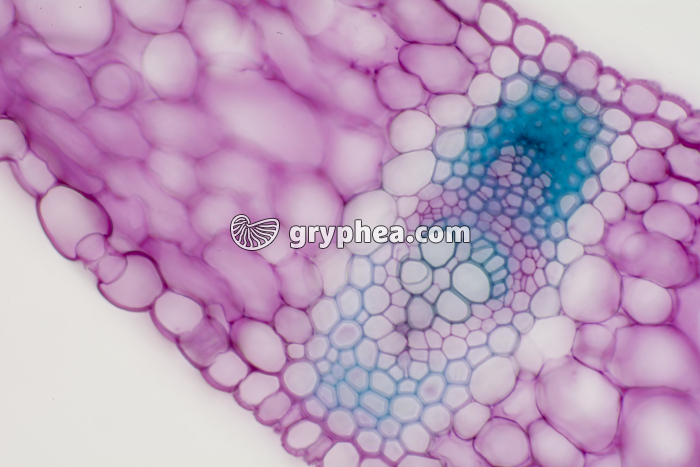 Feuille de Muguet CT x100 - gryphea.com